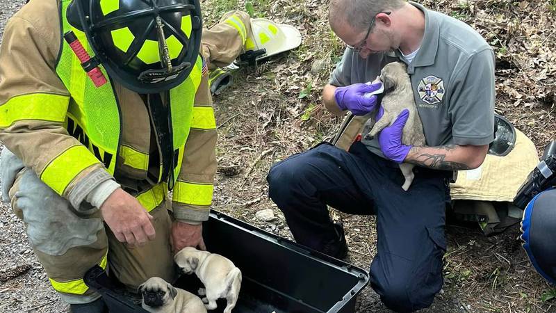 Over a dozen puppies were rescued Thursday morning in Woodstock, Connecticut after a serious crash.