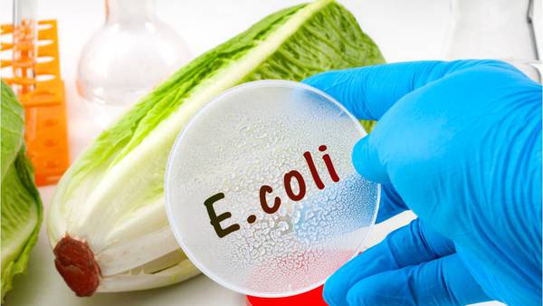 Recall alert: 97K pounds of salad recalled due to E. coli contamination