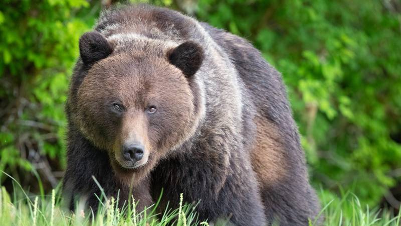 A man who was attacked by a grizzly bear last month is expected to return home from Utah to Montana after five weeks.