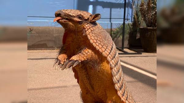 Missing armadillo found safe at California zoo