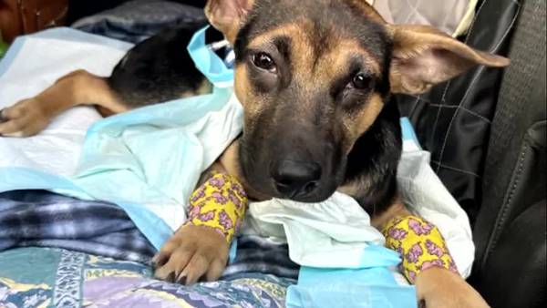 ‘She is a miracle’: Dog recovering after being stabbed in domestic dispute
